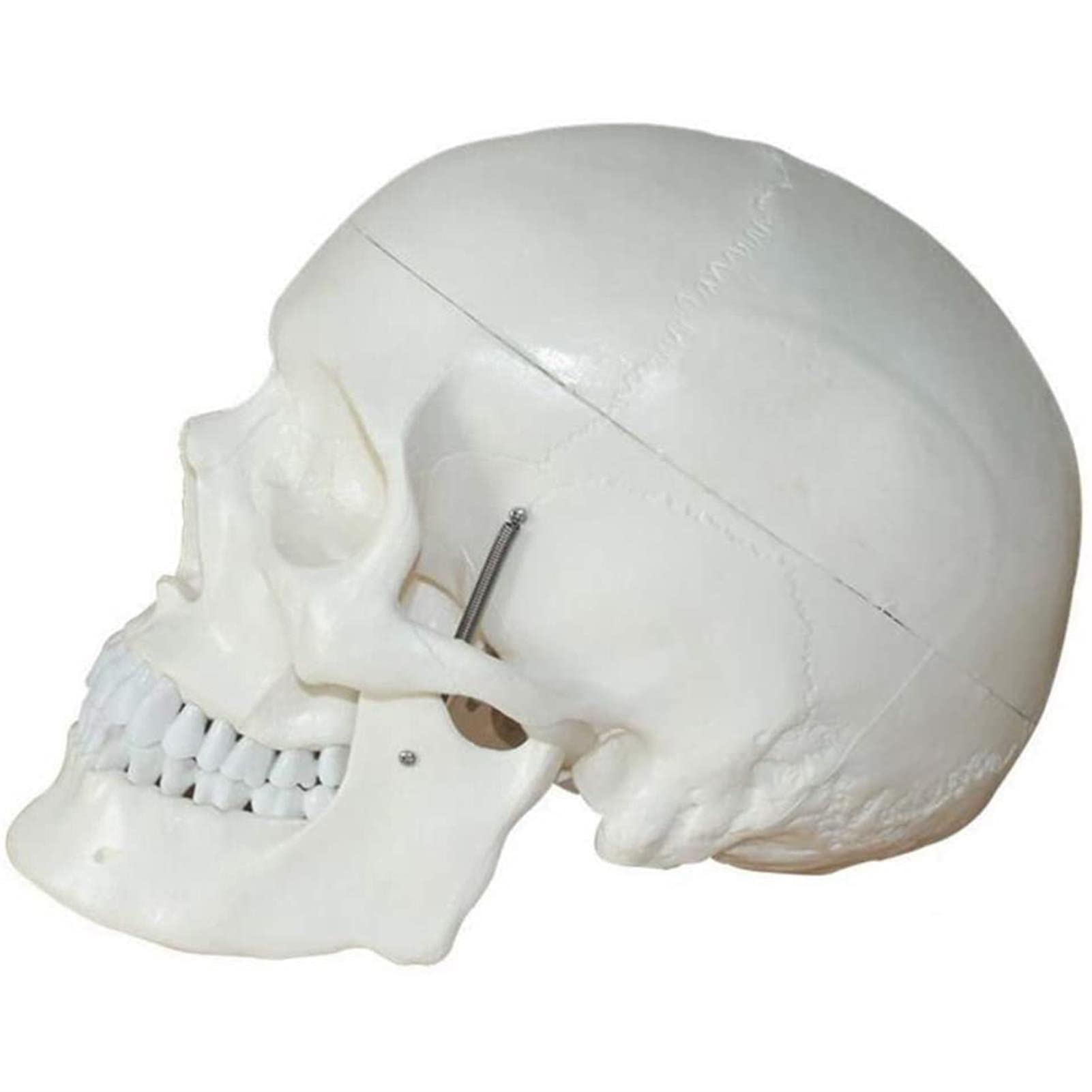 Anatomy Model, Removable Skull Cap and Articulated Mandible,Full Set of Teeth Skull Model,Anatomy Model Life Size,Human Skull Anatomical Model,Medical Anatomy Model for Medical Demonstration