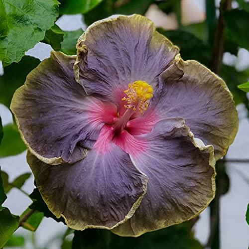 Semi di albero di agrifoglio americano 50 pezzi