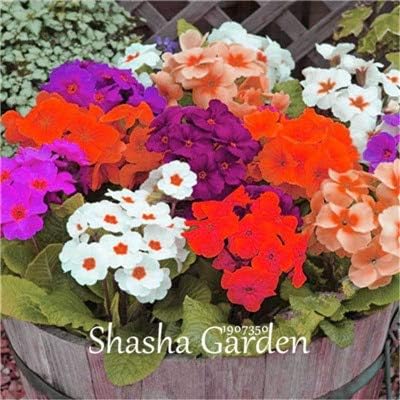 Evening primrose flower seeds for a beautiful mixed garden pack of 100 seeds