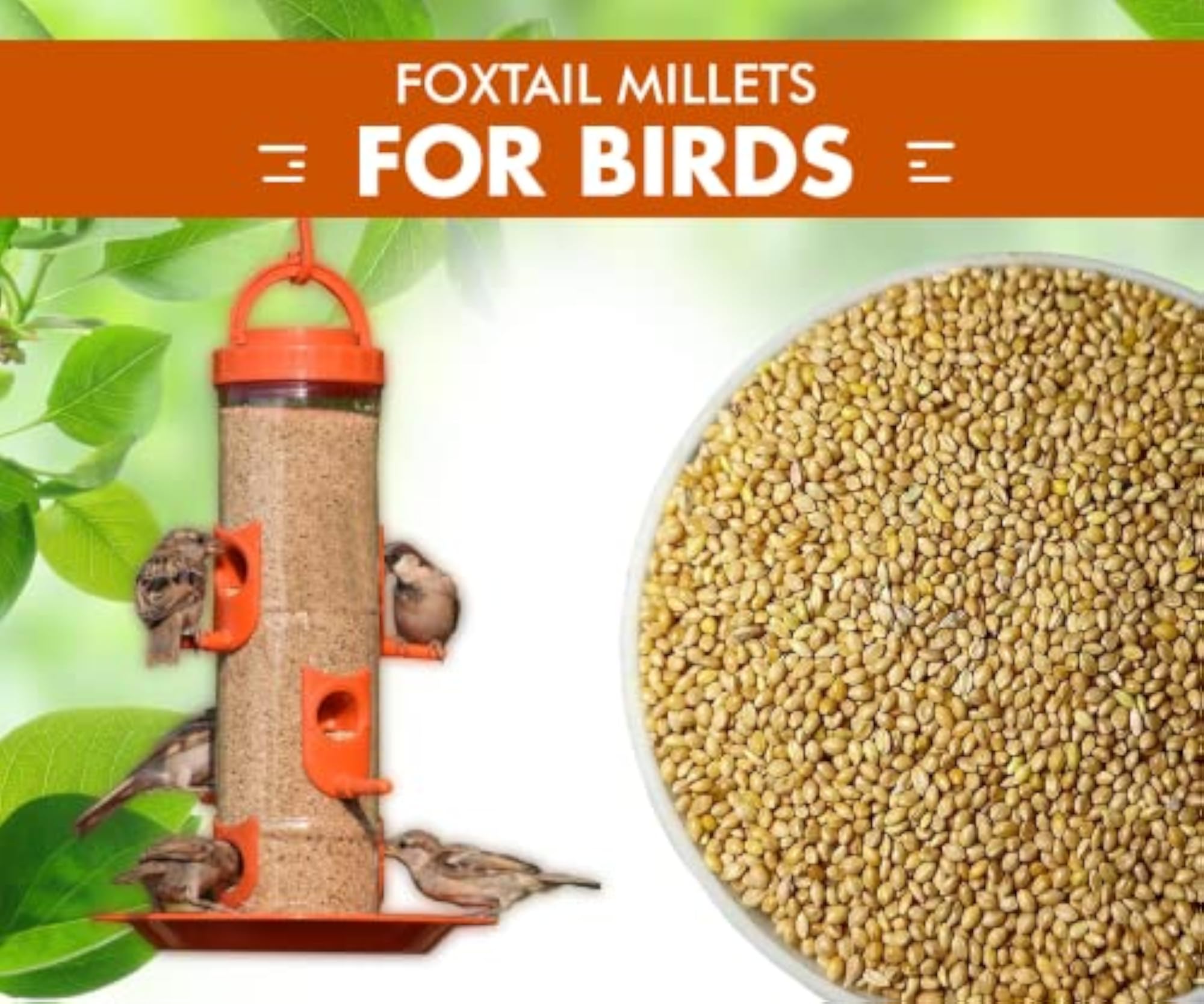 Foxtail Millet Premium Bird Food for Small Birds