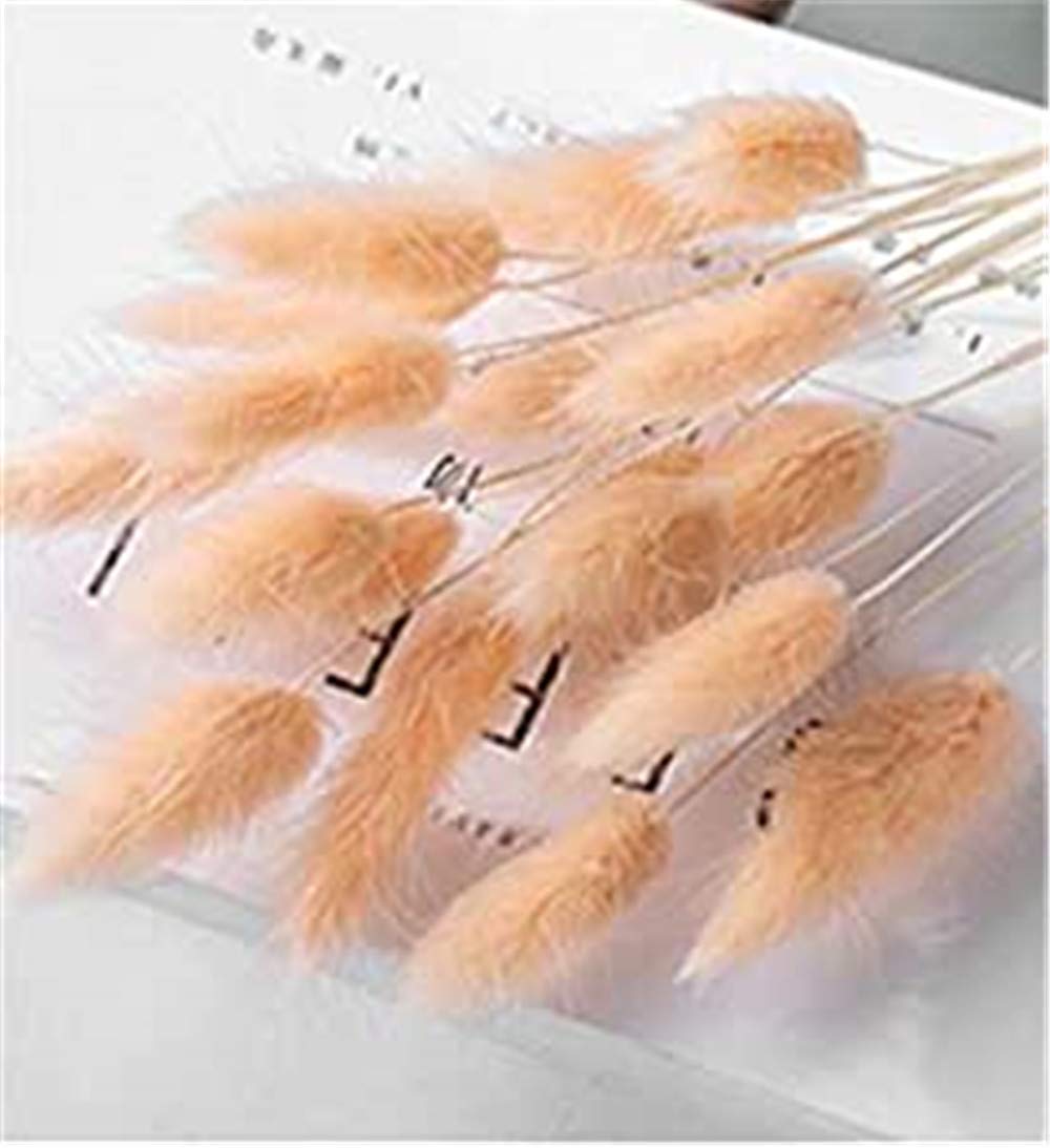 20 Rametti Erba Della Pampa Essiccati Naturali | Fiori Secchi Verde Chiaro | Per Decorazione Casa, Matrimoni, Giardino - Foto 10