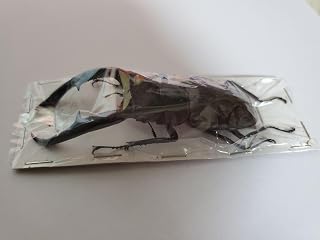 マンデブラリスフタマタクワガタ標本 89.2mm アイドル お笑い タレント 芸能人グッズ