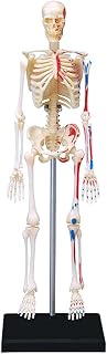 4D VISIONS MODELS Visible Human Skeleton Anatomy Kit, One Color