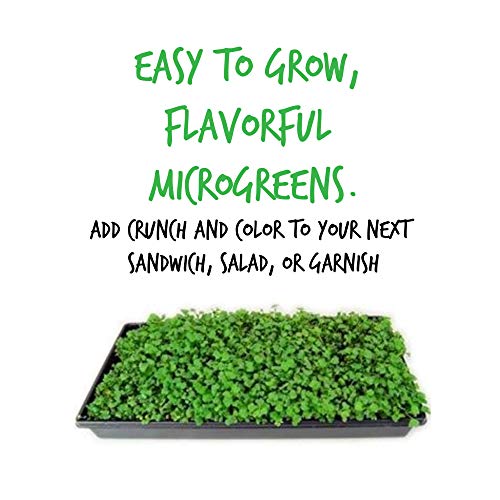 China Rose Radish Sprouting Seeds - 5 Lb - Non-Gmo China Rose Radish Seeds For Microgreens, Vegetable Garden, Sprouting #TOP3