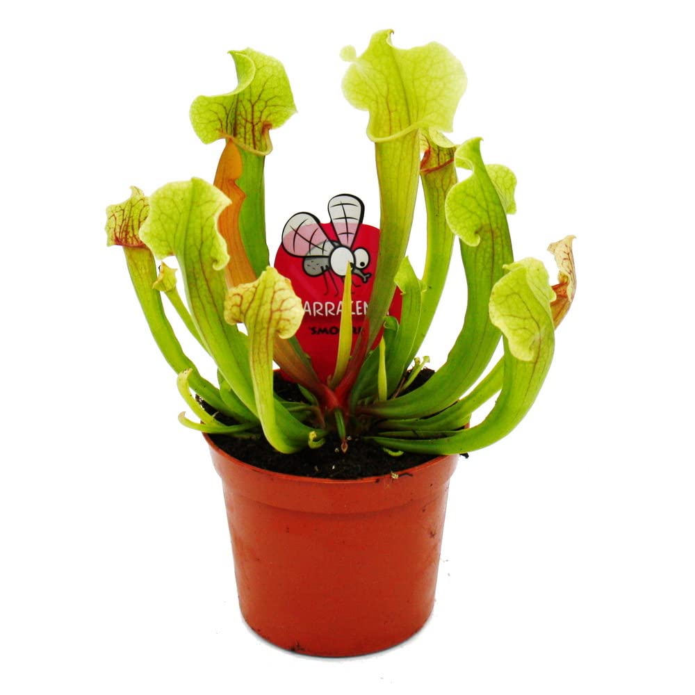 Schlauchpflanzen-Trio 3 verschiedene Sarracenia-Pflanzen im Set Fleischfressende Pflanzen 9cm Topf