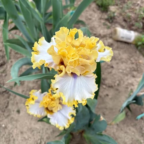 Bulbi di iris perenni resistenti - decorazione giardini esterni, balcone 5pcs