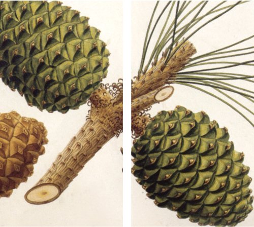 HomArt Large Decorative Pinecones Matches