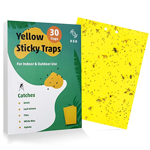 Best Yellow Fly Trap