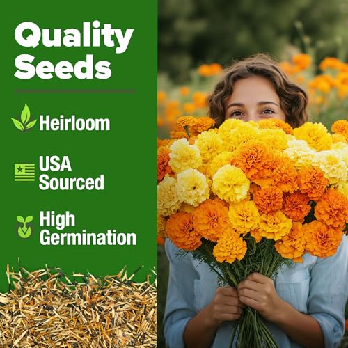 Image of HOME GROWN Marigold Seeds Bulk Mix - 5600+ Crackerjack Marigold Flower Seeds for Planting Outdoors -Flowers Seed for Companion Planting -Wildflower African Marigold(Tagetes erecta)