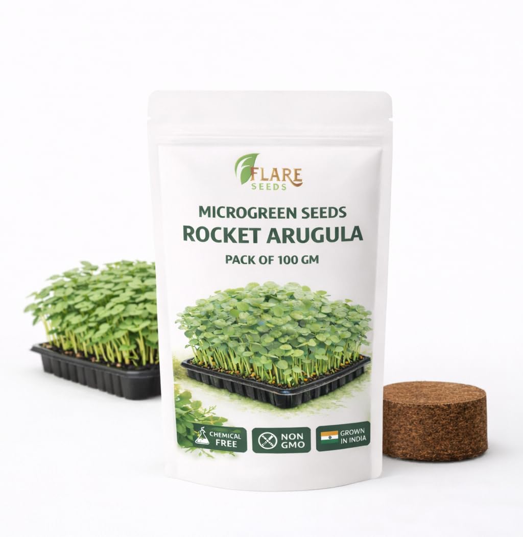 FLARE SEEDS Rocket Arugula Microgreen Seeds, Chemical-Free Non-GMO, 100 GM Pack, Nutrient-Rich Superfood for Home Growing-image-46