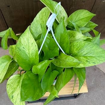 Amazon｜おしゃれ 観葉植物：ポトス テルノ アマゾン*5号 吊り鉢