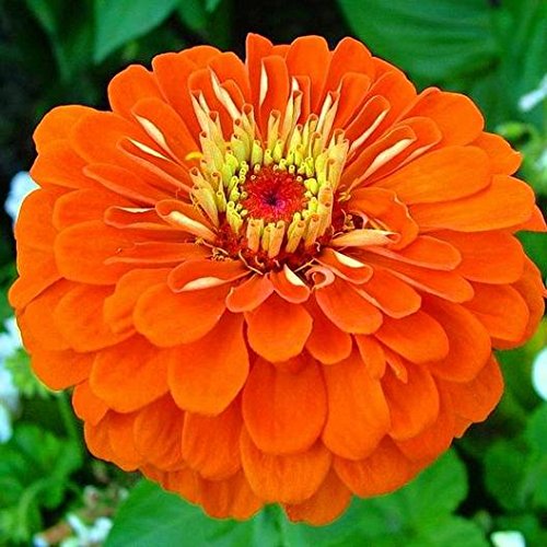 See full amazon price history chart for Zinnia Flower Plant Live for Home Garden Pack of 2 Packets Zabbus (Orange) Zinnia Flower Plant Live for Home Garden Pack of 2 Packets Zabbus (Orange) (B0C5XWFR46) Amazon Price History, Amazon Price Tracker