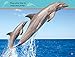 NAT GEO READER - DIVE DOLPHIN