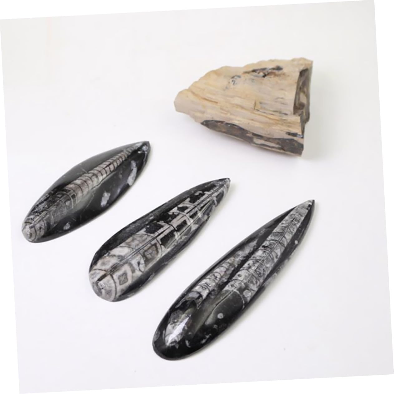 Gatuida Fósil Orthoceras Natural De Gran Tamaño Para Enseñanza, Muestra Paleontológica Fósil Marino, Decoración Educativa y Modelo Científico Para Colección y Laboratorio De Ciencias