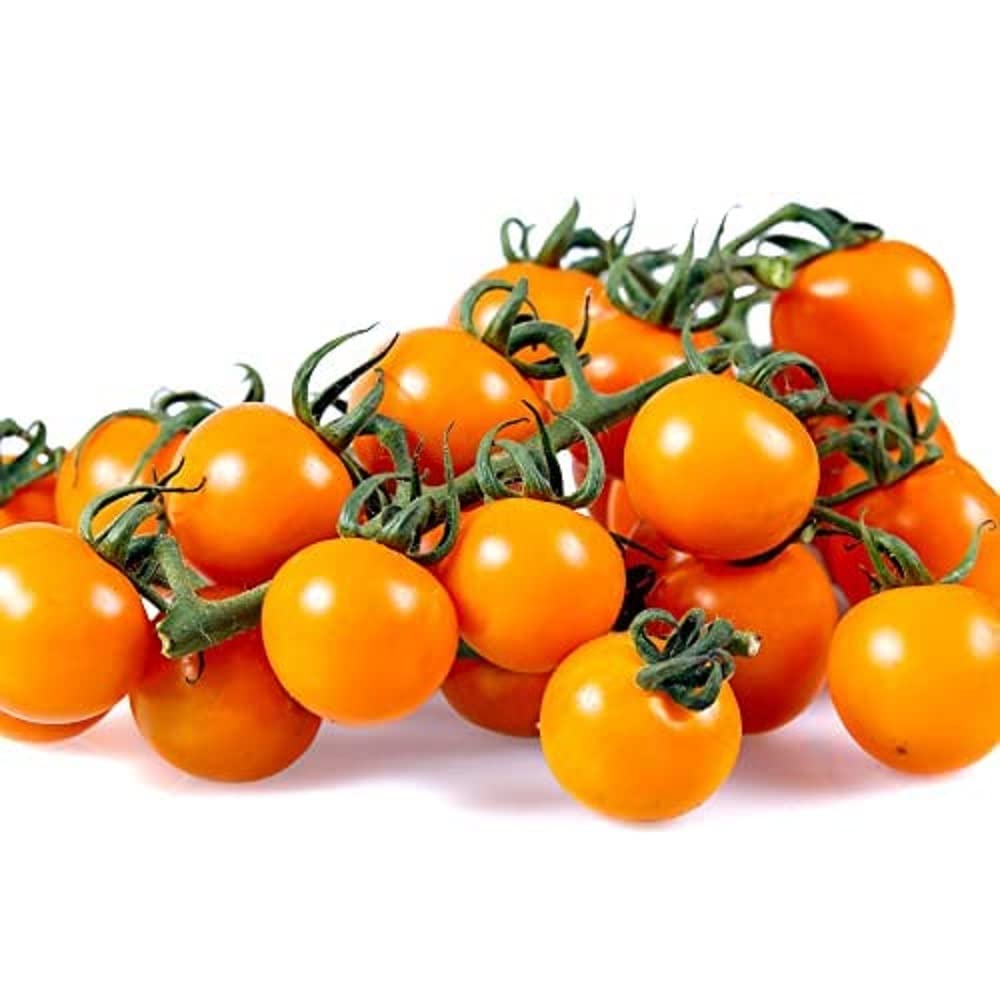 Tomato Plants, 'Tumbling Tom Yellow', 4 x Full Plug Plant Pack, Tomato Plants Ready to Plant Now, Tomatoes, Fresh and Sweet, Gardeners Favourite, Excellent Flavour, Garden Ready, Premium Quality Toms