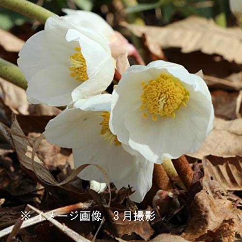 【紫桜館山の花屋】山野草:クリスマスローズ ニゲル 10.5cmポット苗