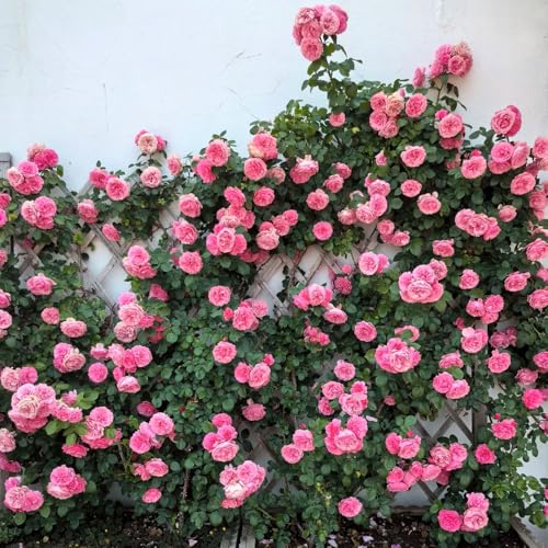 semillas fragantes resistentes del rosal, de sombra jardín resistente decoración balcón exótica trepadoras 30pcs