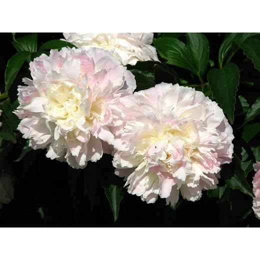 Shirley Temple Bareroot Peony, 2-3 Eye, Great for Fall or Spring Planting