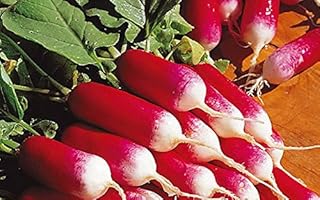 Radish Silesia. All-Season Early Seeds Vegetables Organic from Ukraine 2 Grams