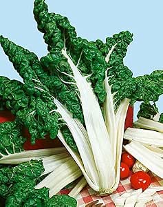 Swiss Chard FordHook Giant Garden Heirloom Vegetable Seeds - 200 Count