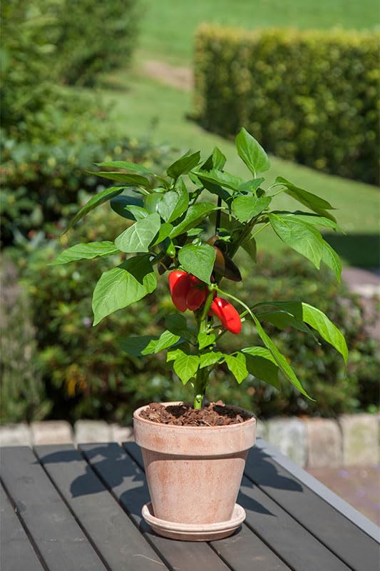 Desi Green Chilli Live Plant – Healthy & High Yield Variety | Spicy Green Pepper for Kitchen Gardening-image-48