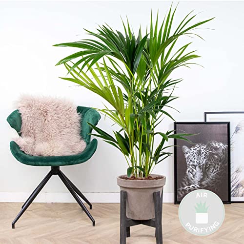 Howea Forsteriana – Kentia Palme – Pflegeleichte Zimmerpflanze