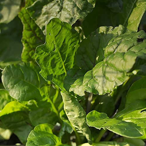 Ewiger Spinat ’Erbette’ (Beta vulgaris ssp. vulgaris) Bio - ca. 50 Samen