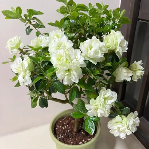 semi di rododendro, balcone resistenti azalea decorazione del soggiorno, giardino di vecchie varietà aiuole rialzate 85pcs