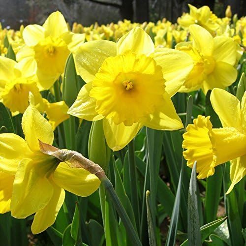 Large Yellow Cupped Daffodil Fortune-5 Large Bulbs, Spring Flowering,Easy to Plant