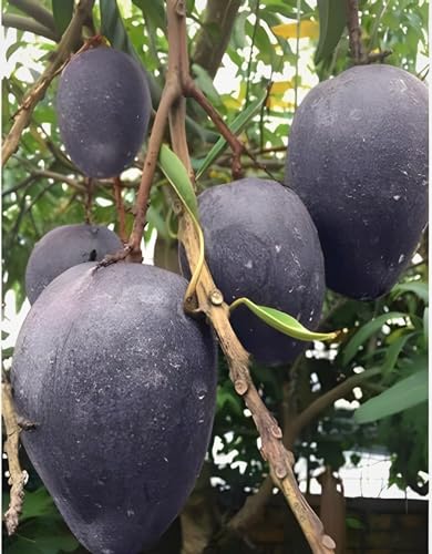 Image of Original Hybrid Mango inchBLACK STONE inch Grafted Live Plant For Home and Garden tree Pack of 1Healthy Plant & Fresh Most Expensive Variety Size 1.5 to 2 feet