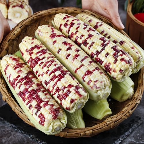 Hoya Plant Seeds, Wax Flower Seeds, Hanging Plants Hardy Perennial, Garden Decoration Plant Seeds, Long Flowering Time for Seed Growing, Windowsill Decorative Plant Pot, Flowers for 350 Pieces