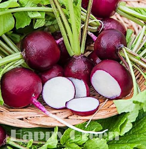 Radish Viola - 400 Seeds + Plant tag + Freebie - Radish Malaga Type - Purple Radish Seeds
