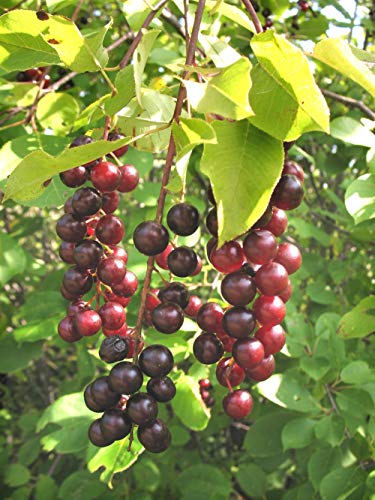 Generic Chokecherry (Prunus Virginiana), 1-2 Year Old Plant, Ready To Ship #TOP4