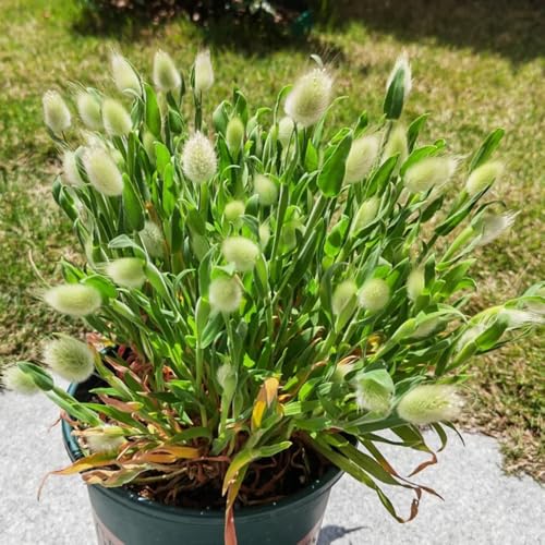 semi di erbacoda di lepre, semi di graminacee ornamentali sempreverdi resistenti Graminacee ornamentali rustiche 300pcs