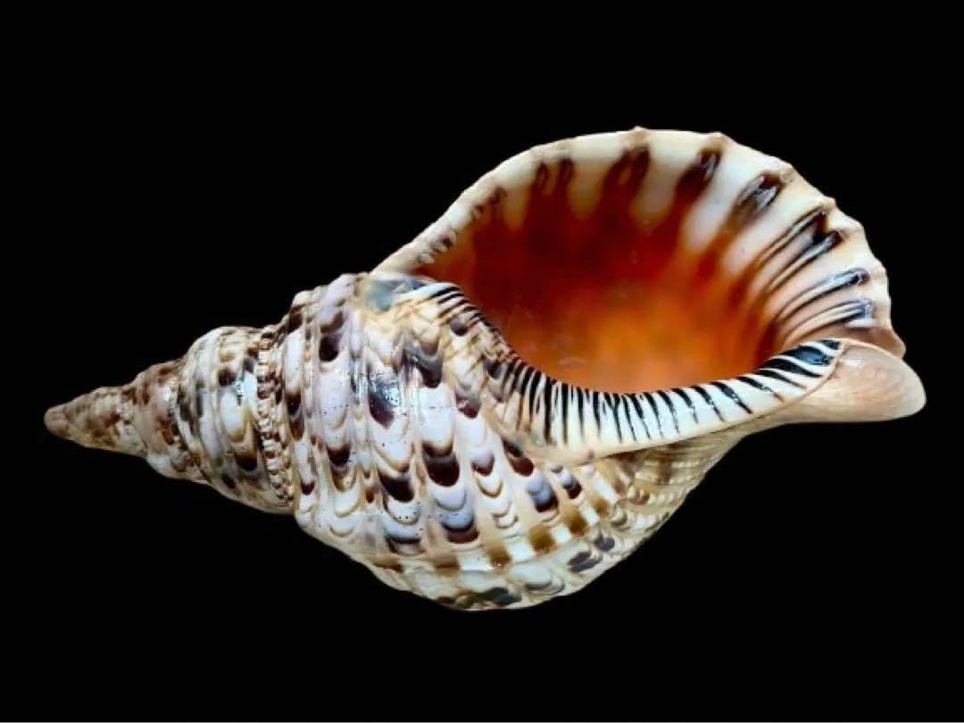 【美品】蝶の標本 青 紫 白 5匹セット 美品】蝶の標本 青 紫 白 5匹セット