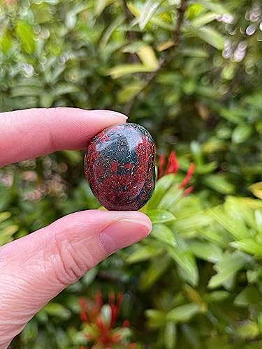 Image of GAF TREASURES 1 /2 LB Bloodstone Tumbled Stones, Polished Natural Bloodstone Gemstone, Bloodstone Healing Crystals (Bloodstone)