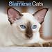 Siamese Cat Calendar - Calendars 2016 - 2017 Wall Calendars - Cat Calendar - Animal Calendar - Siamese Cats 16 Month Wall Calendar by Avonside
