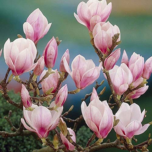 Saucer Magnolia Shrub/Tree - 6-12" Tall Soulangeana Plant - Live Bush - Potted Seedling - 2.5" Pot - Magnolia X Soulangeana #TOP2