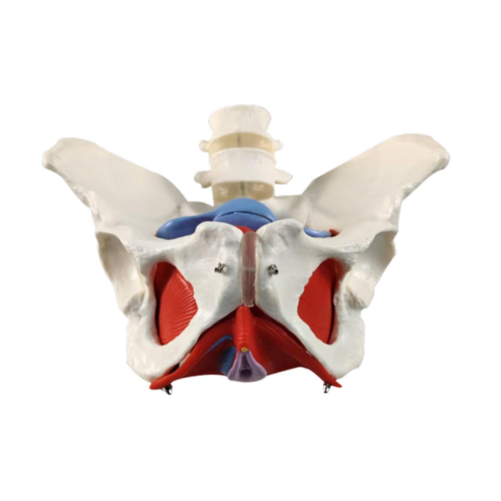 Modelo Pélvico Femenino para Matronas en Formación Obstétrica Y Ginecológica.