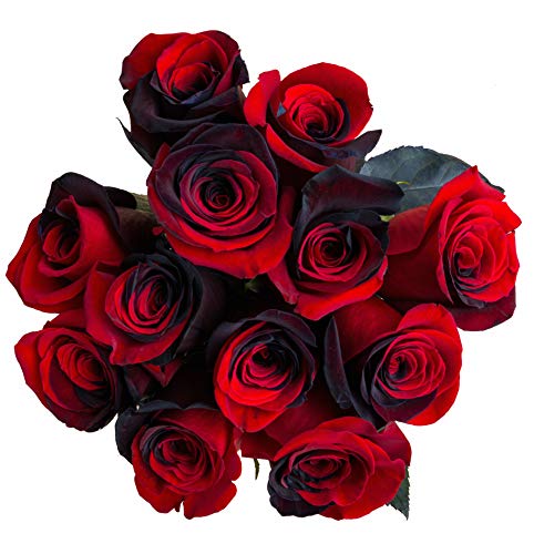 24 Stems - Fresh Cut Black and Red Roses from Flower Explosion