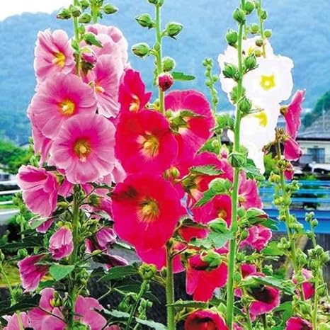 Amazon 種 花たね タチアオイ アルテアロゼア 一重咲 1袋 300mg 第4種郵便 国華園 23年春商品 花 Amazon 種 花たね タチアオイ アルテアロゼア 一重咲 1袋 300mg 第4種郵便 国華園 23年春商品 花