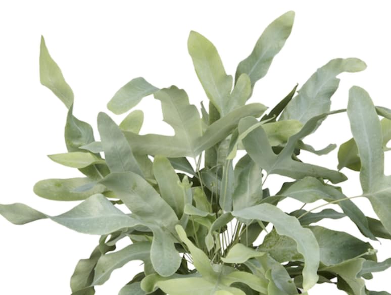 Phlebodium aureum Areolatum| House Fern | Plug Plant