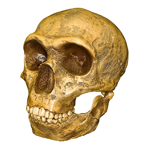 Forbes Quarry Skull (Teaching Quality Recreation)