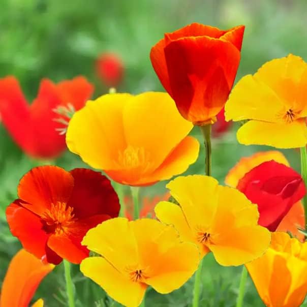 10000 Pcs California Poppy Seed for Planting, Orange