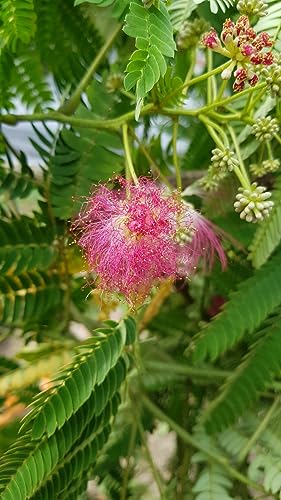 Albizia julibrissin OMBRELLA® 'Boubri' / Arbre à soie à fleurs rose/Conteneur de 3 à 4 litres