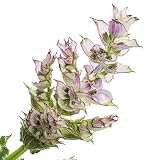 KVITER 100 Clary Sage Seeds for Planting (Salvia sclarea) – Bluish White Salvia Sage Seeds – Heirloom Medicinal Herb Seeds, 36-inch Blooms, Pollinator-Friendly, Perfect for Flower Beds & Herb Gardens