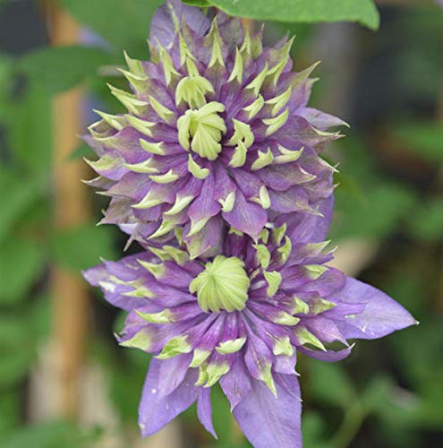 Preisvergleich Produktbild Waldrebe Taiga 60-80cm - Clematis - Gartenpflanze