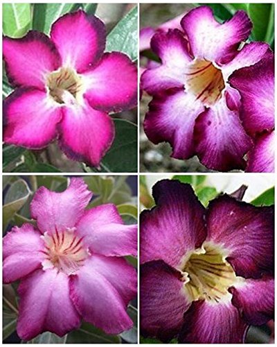 Adenium Purple & Violet Variety Mix Desert Rose Bonsai Caudex Seed 5 Seeds V&P