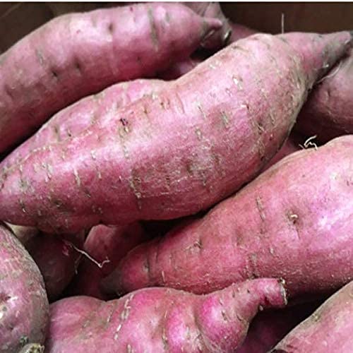 y錧Yz󂠂 gD g͂邩 傫C 5kg