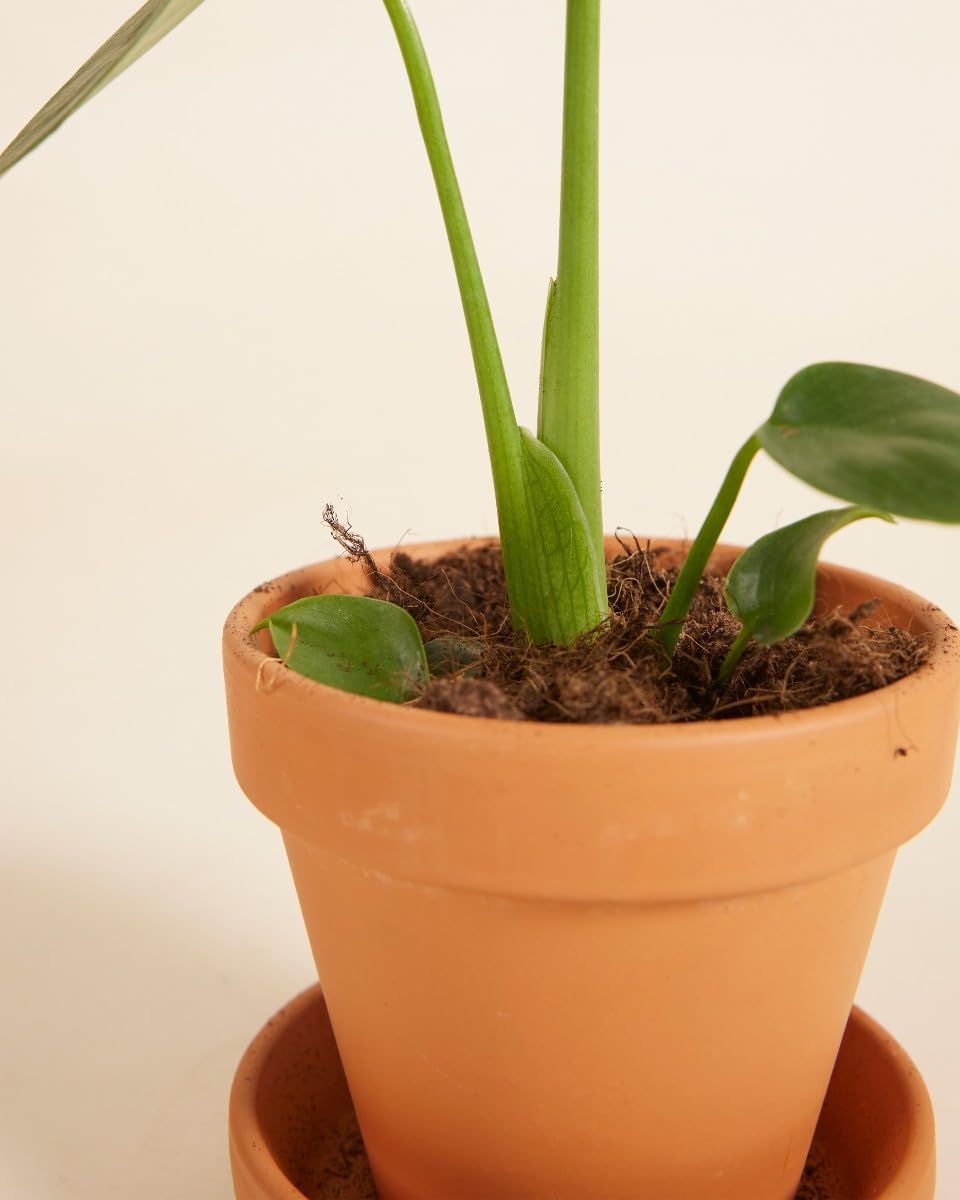 philodendron prince Philodendron 'Prince of Orange'